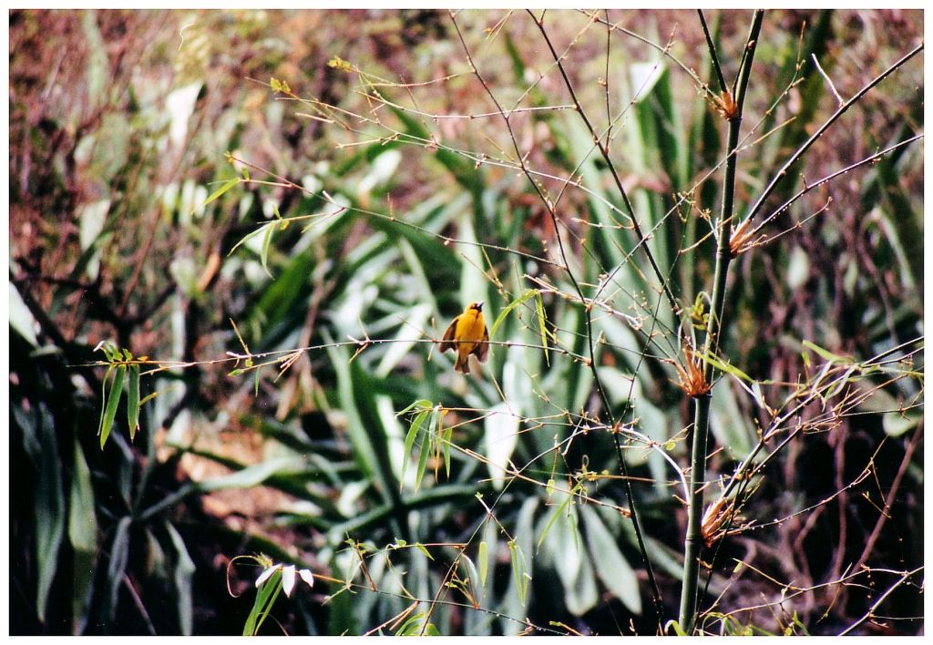 02 - Le Jardin D'Eden (1).jpg